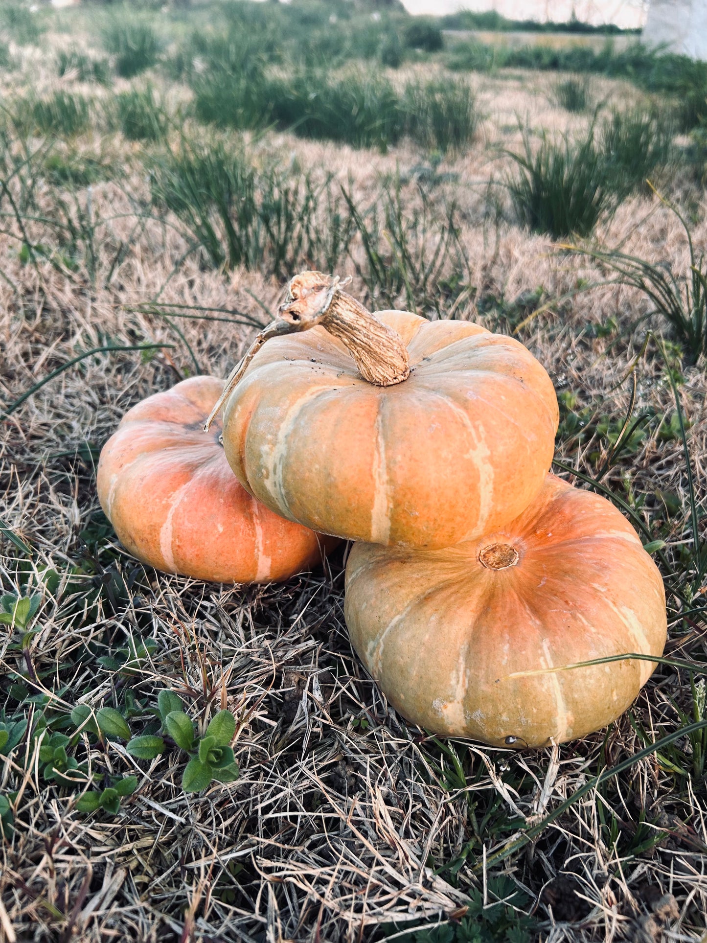 Zucca €1,50/kg