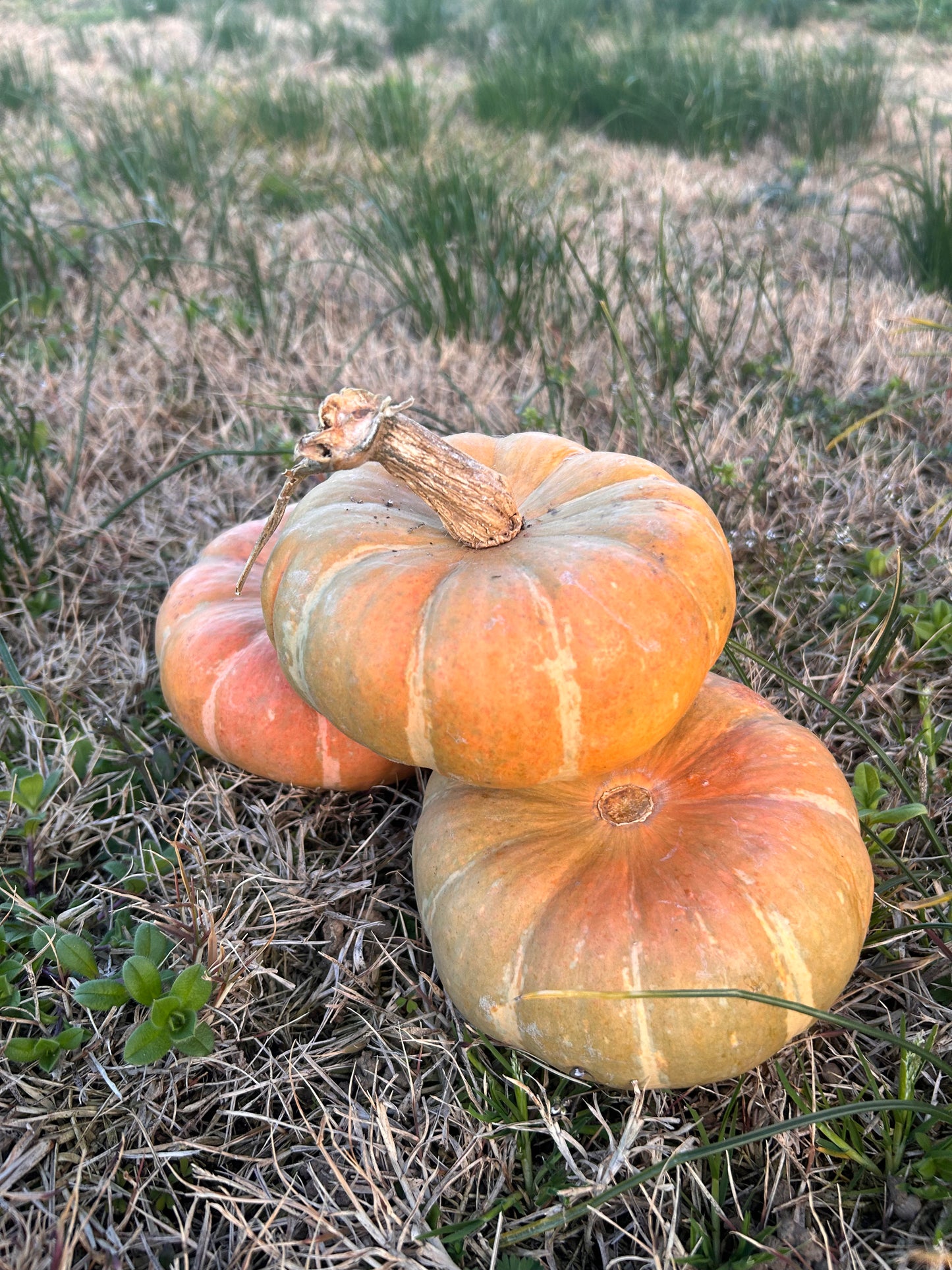 Zucca €1,50/kg