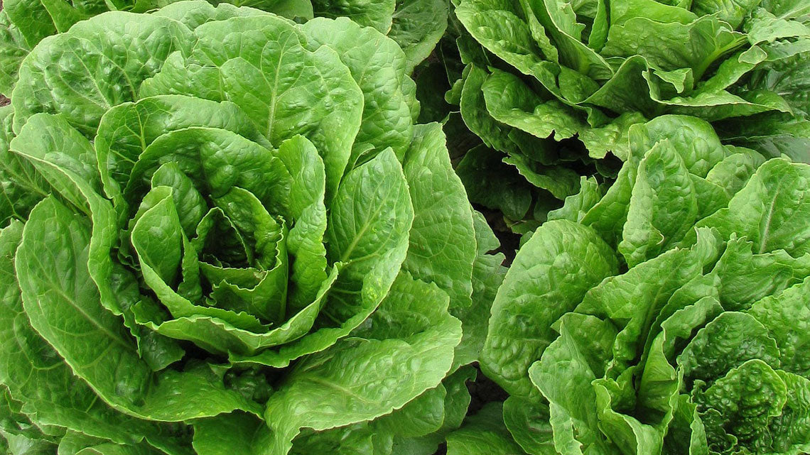 INSALATA VERDE 3,50 €/KG