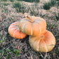 Zucca €1,50/kg