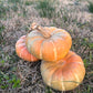 Zucca €1,50/kg
