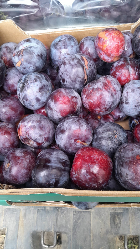 Prugna varietà Angelena 2,20€/kg