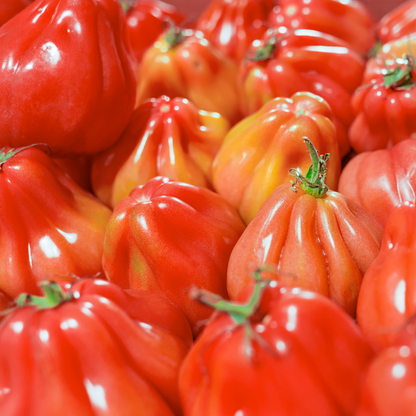 Pomodori cuore di bue 3,50€/kg