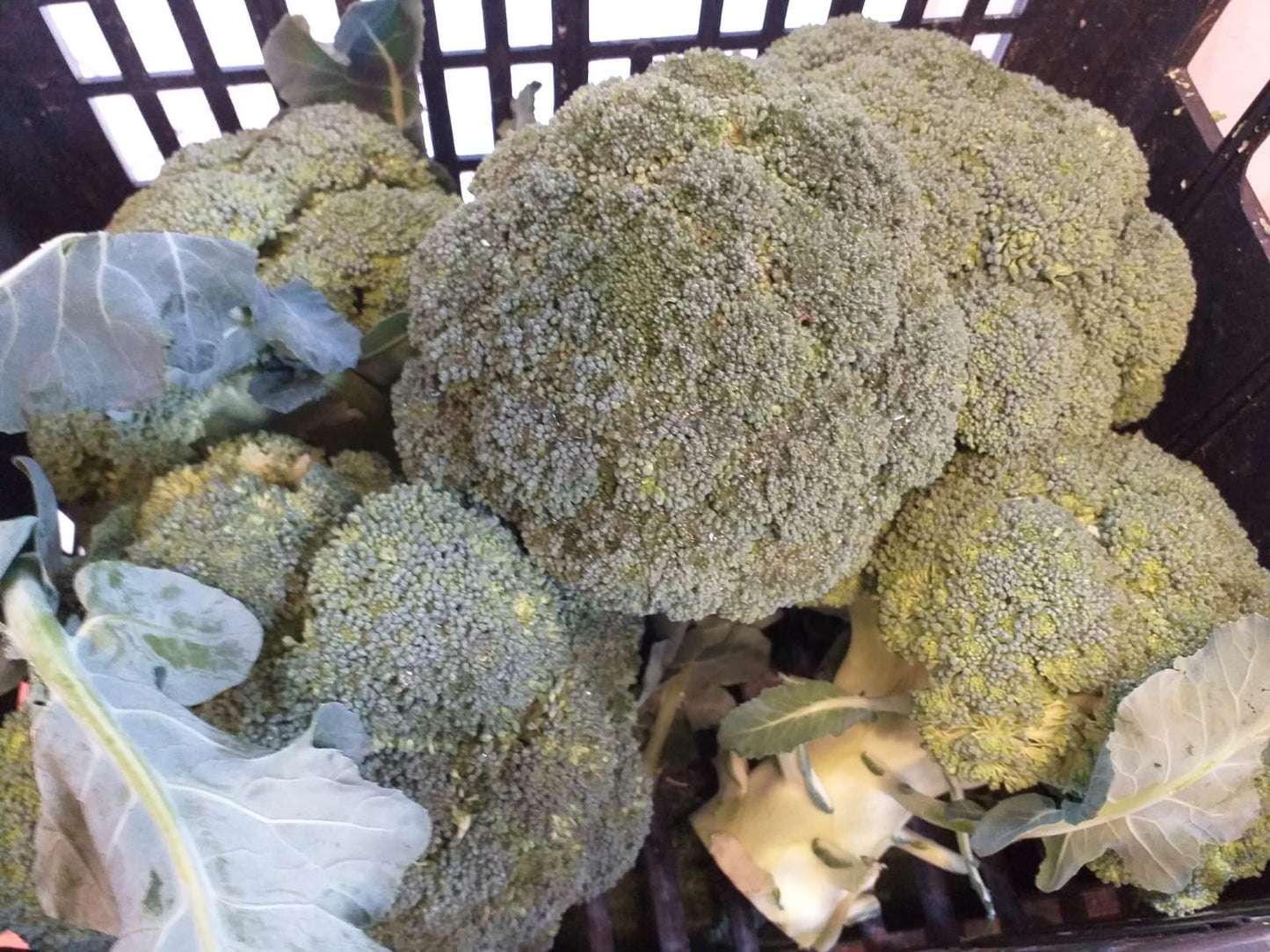 Broccolo 3,90 €/kg