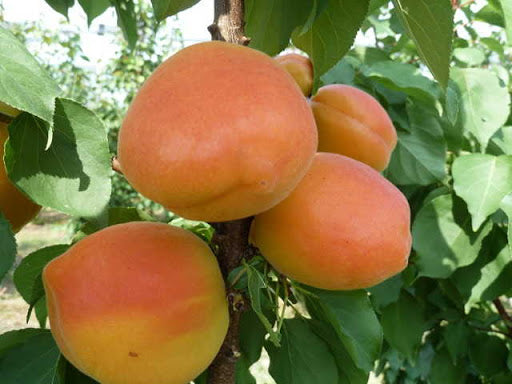 albicocche azienda agricola cuneo e provincia